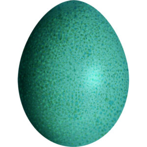Emu Eggs